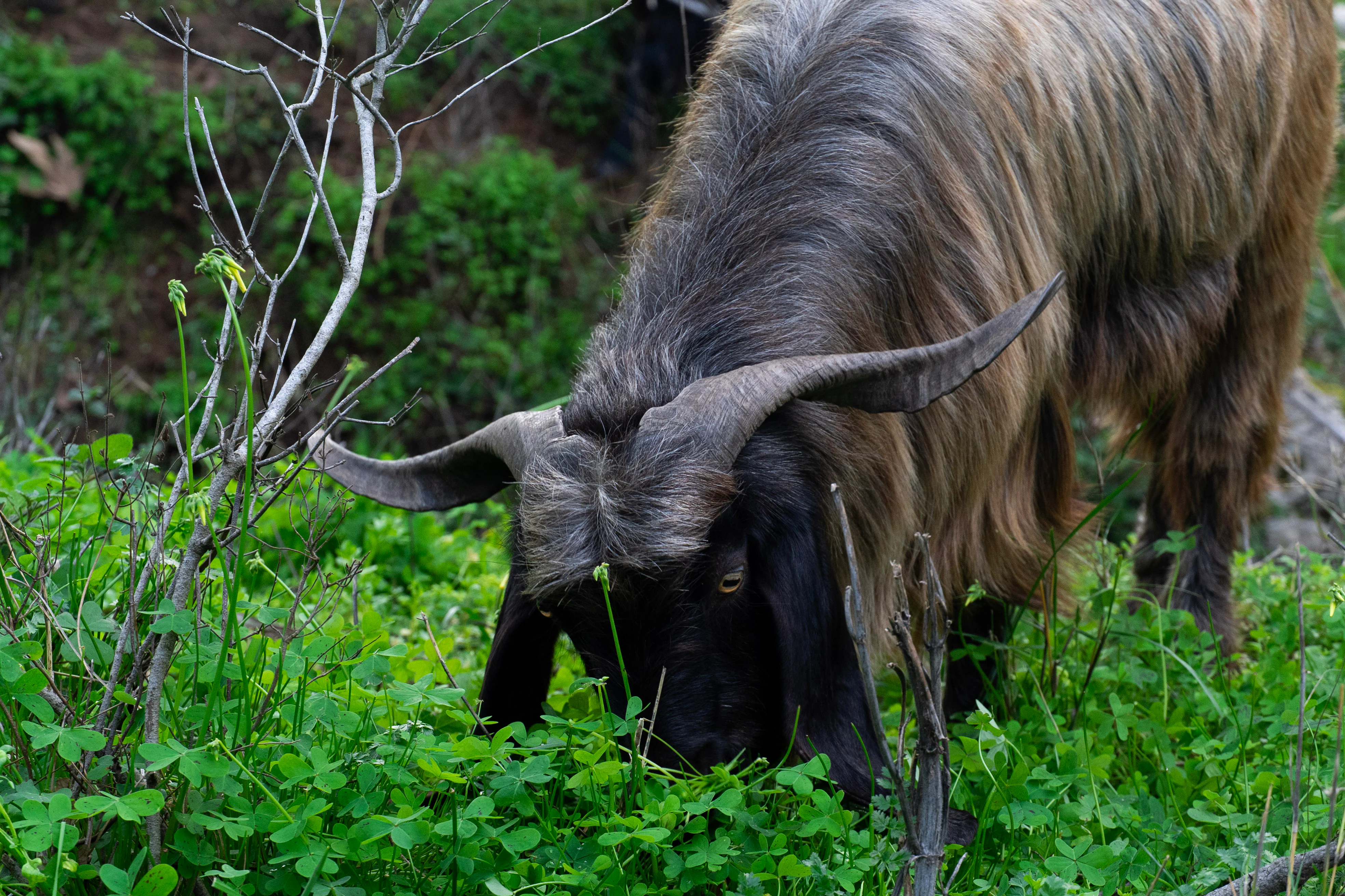 Grazing Goat, photograph by Luana Tabbara